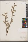 Foto von Salix caprea L.